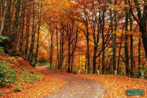 Un camino en el bosque con hojas de otoño.