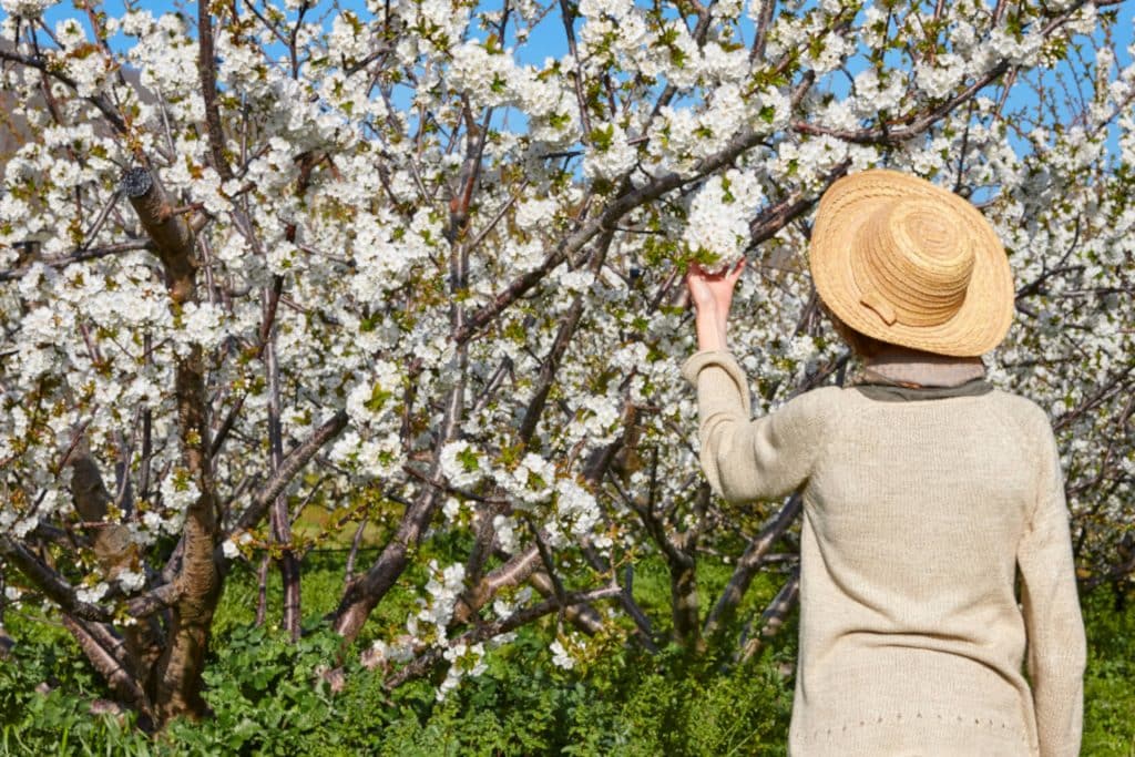 Cerezos en flor en el Valle del Jerte