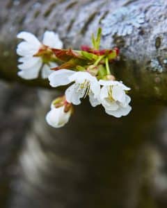 Una flor blanca crece en una rama de un árbol.