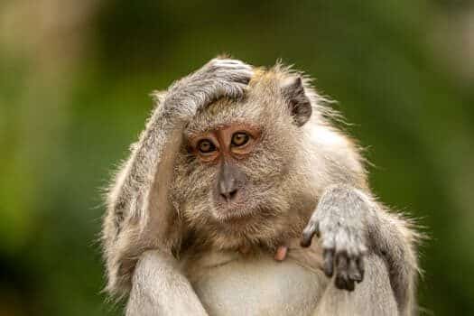 Un mono se sienta con una mano en la cabeza, pareciendo pensativo, contra un fondo verde borroso.