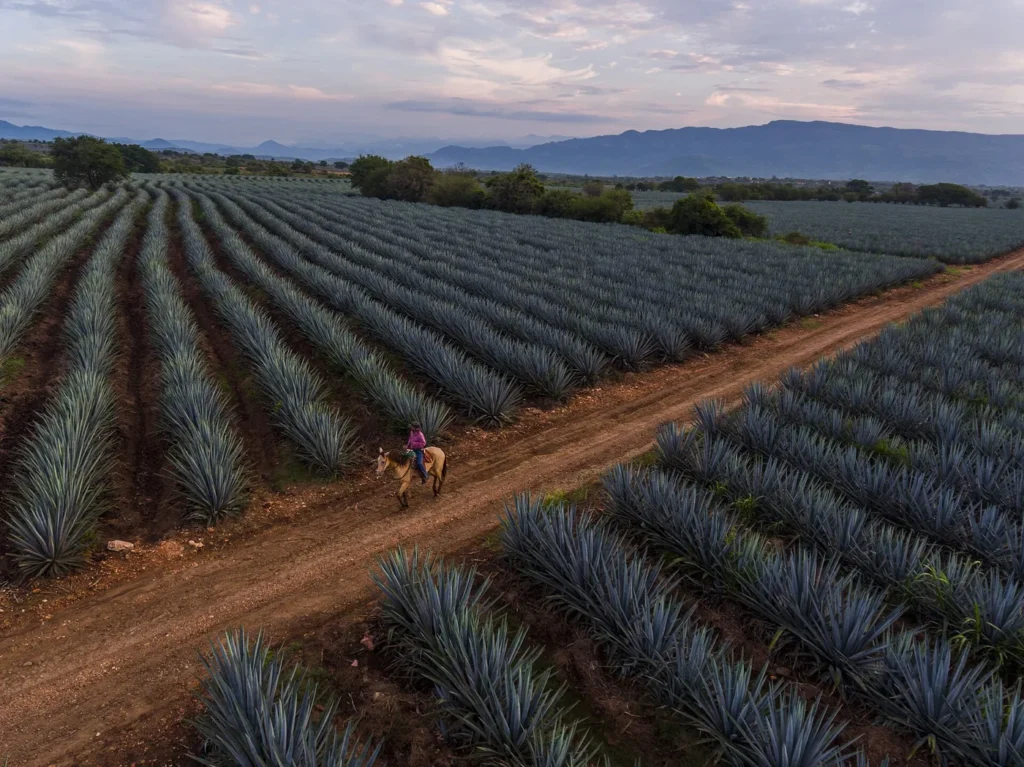 Campos de agave azul en Tequila Jalisco dentro de la ruta turística