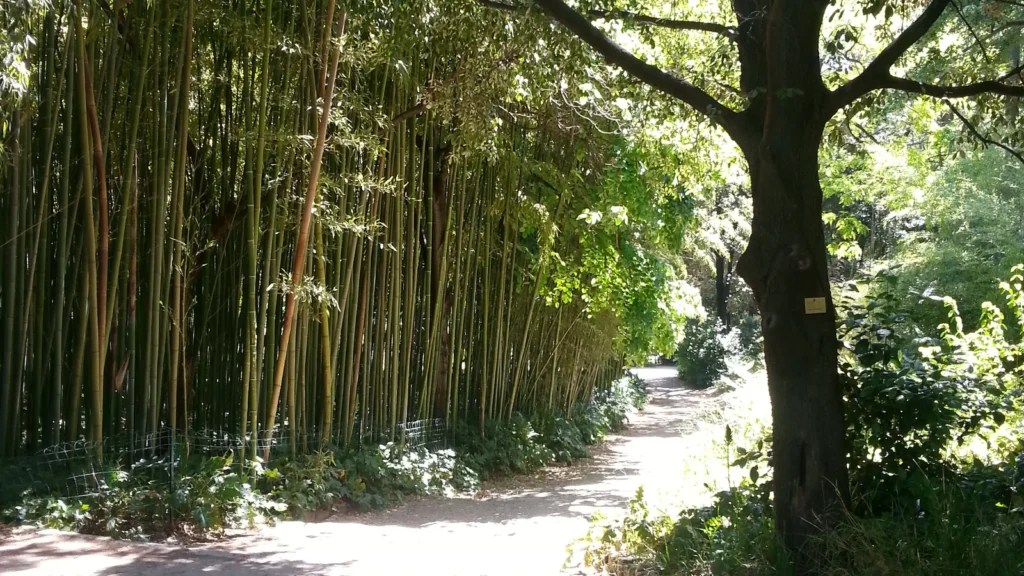 Jardin des Plantes de Montpellier, jardín botánico histórico de la ciudad