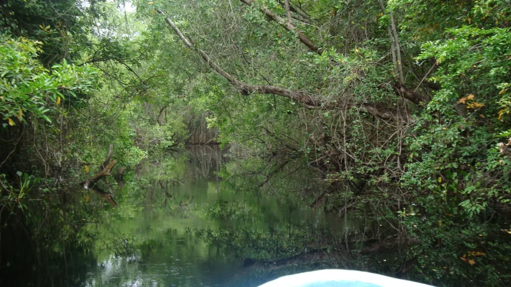 Lancha navegando por los canales de la Reserva de la Biosfera Pantanos de Centla en Tabasco