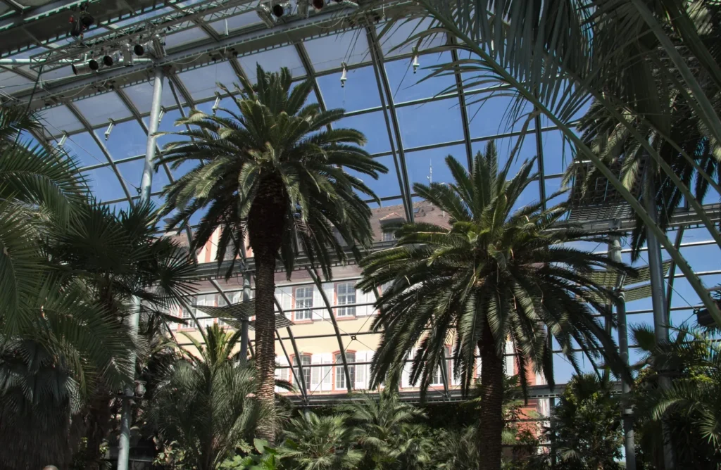Palmeras dentro del Palmenhaus de Isla Mainau