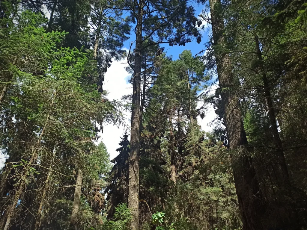 Reserva de la Biosfera de la Mariposa Monarca en Michoacan