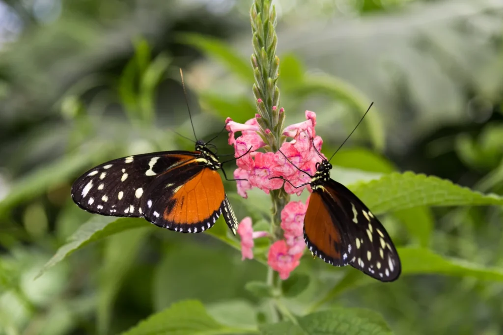 Mariposas en el Schmetterlingshaus de Isla Mainau