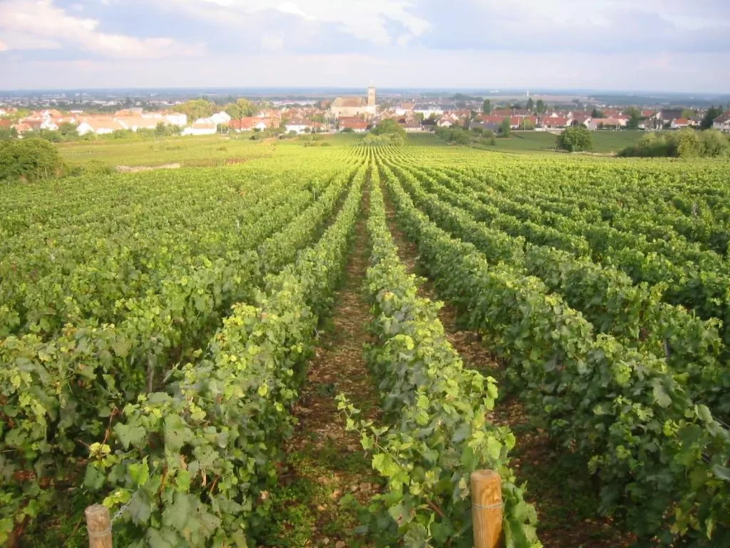 Viñedos de Marsannay en la Ruta de los Grandes Vinos de Borgoña